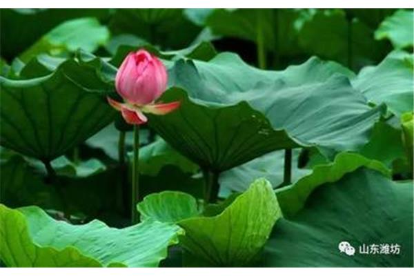莲花的别名