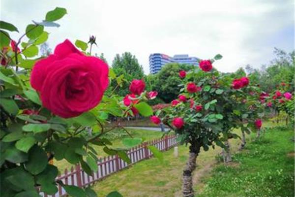 什么的花儿