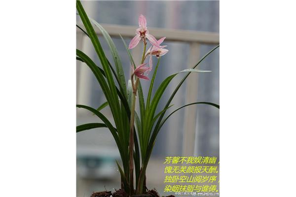 赞美花的诗