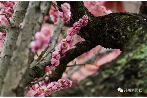 梅花唐崔道融