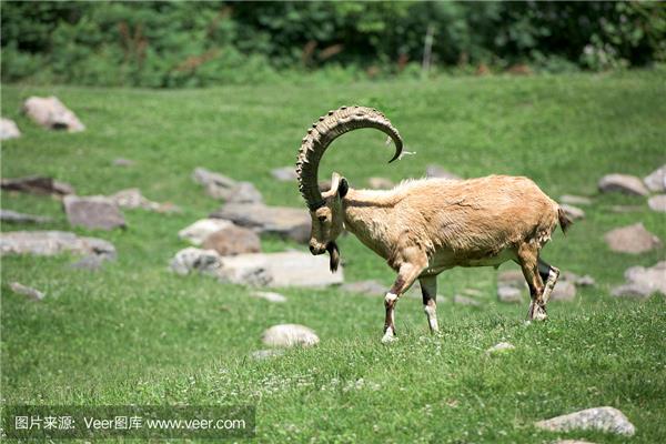 野生山羊图片