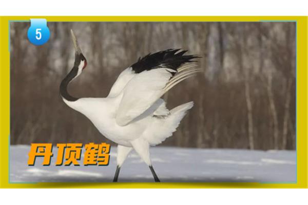 美丽的丹顶鹤