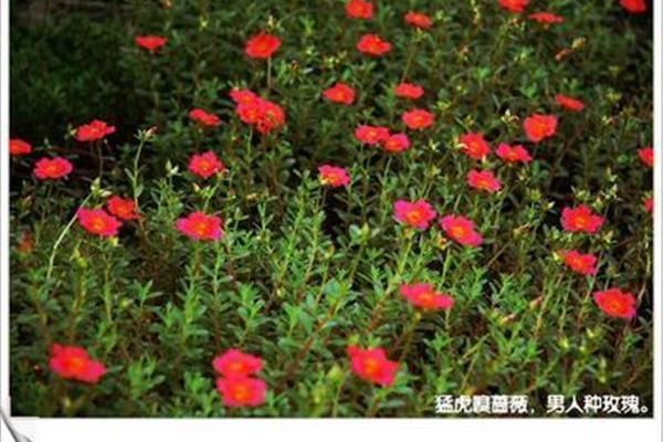 种一片太阳花