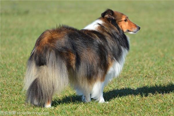 sheepdog