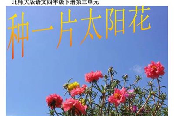 种一片太阳花