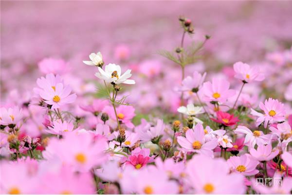 等待春暖花开