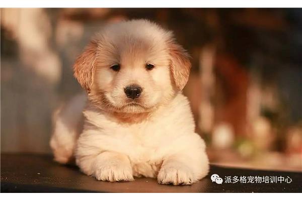 狗狗多久生宝宝
