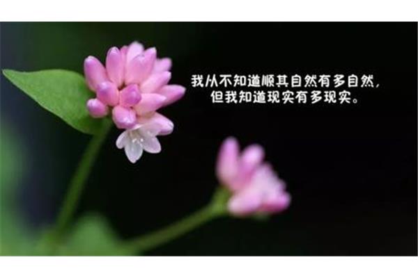 勇气励志语录