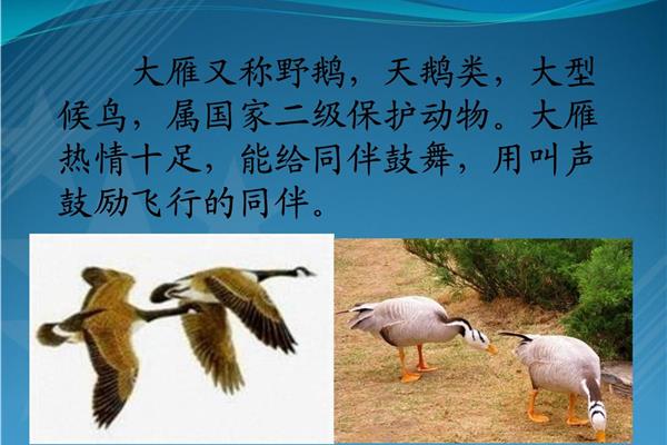 惊弓之鸟什么意思