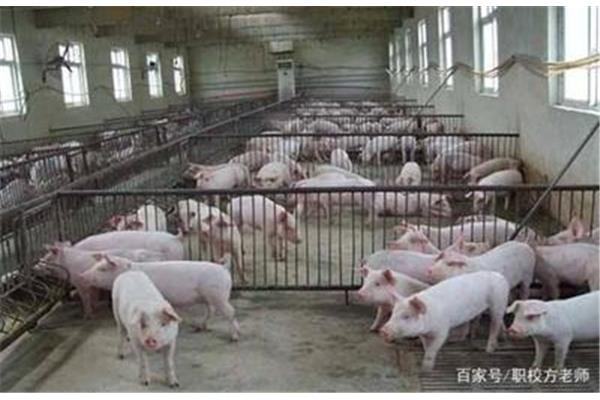 规模化养猪场