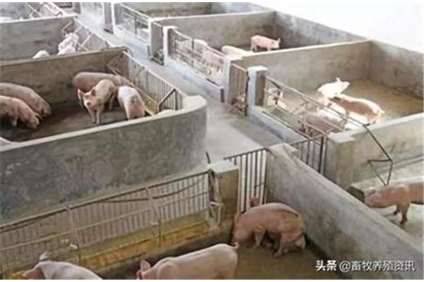 规模化养猪场