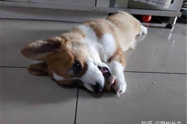 养宠物的利弊