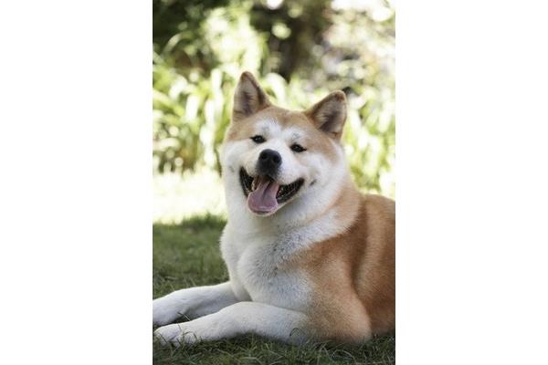 《忠犬八公》