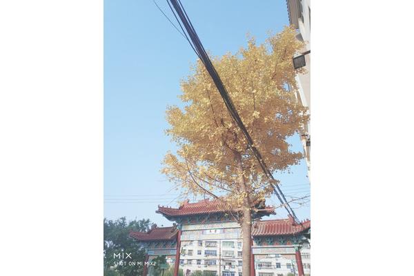 苯酚的化学性质