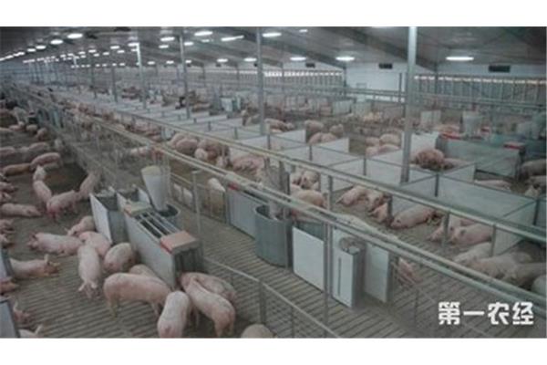 规模化养猪场