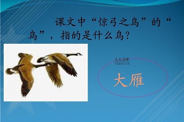 惊弓之鸟什么意思