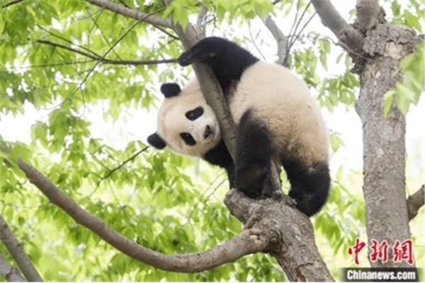 国宝大熊猫图片