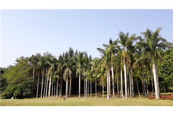 深圳莲花山公园