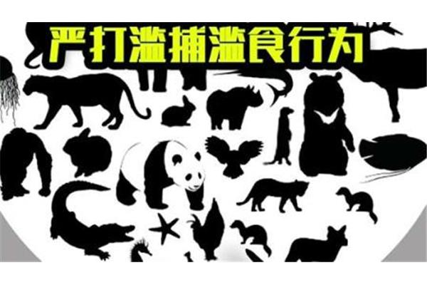 保护动物的标语