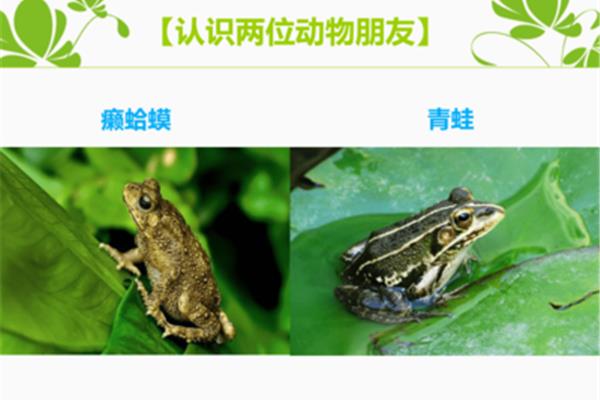 癞蛤蟆和青蛙