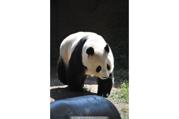 国宝大熊猫图片