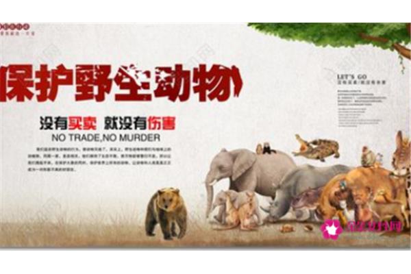 保护动物的标语