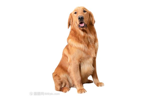 金毛犬简介