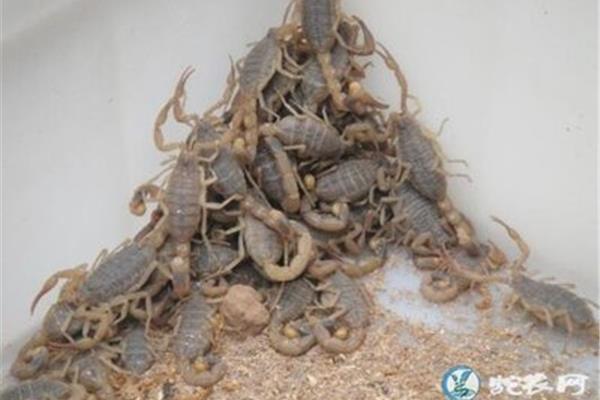 蝎子养殖方法