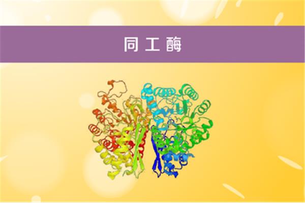 同工酶是指