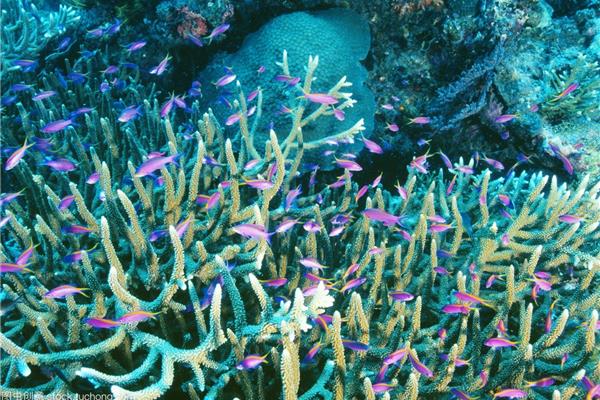 海洋浮游生物