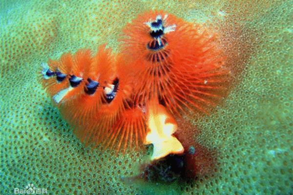 海洋浮游生物