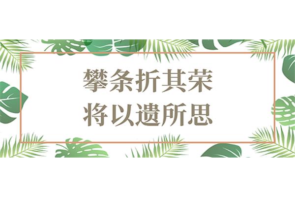 攀条折其荣