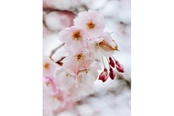 春天的短句