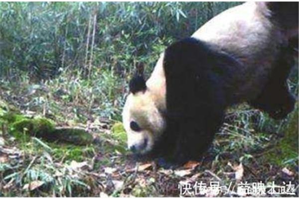 大熊猫濒危的原因