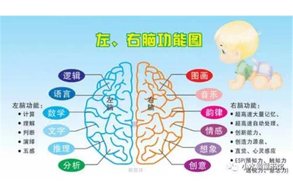 全脑开发课程