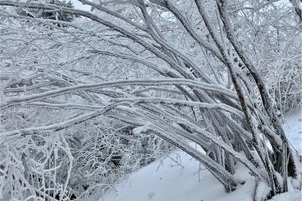 雪花飘飘图片