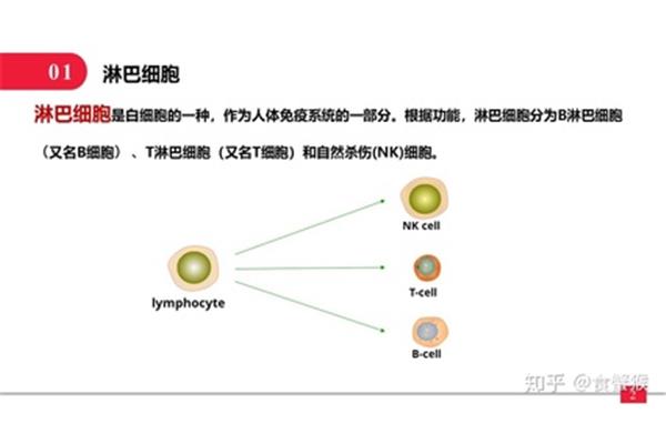 t淋巴细胞