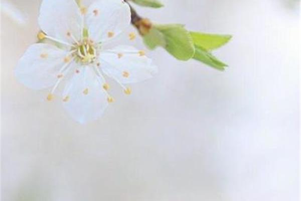 春天的短句