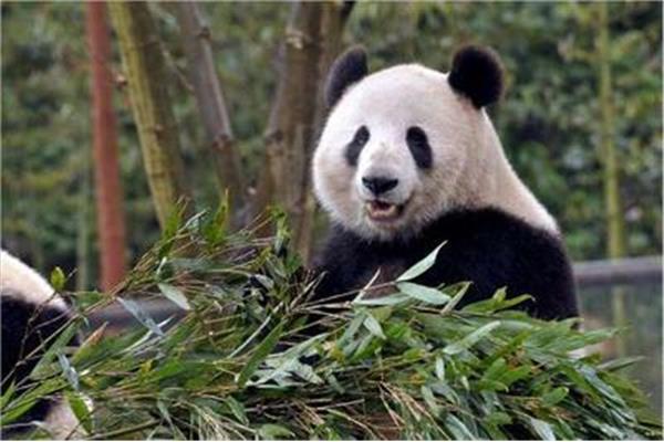 大熊猫濒危的原因