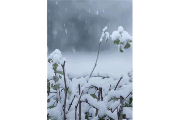 雪花飘飘图片
