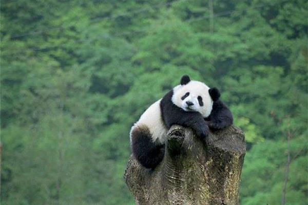大熊猫濒危的原因