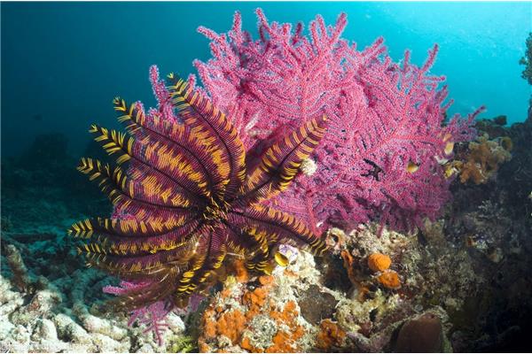 海洋浮游生物