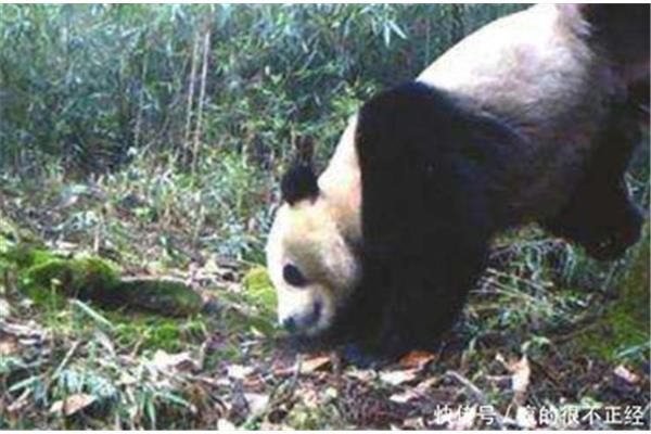大熊猫濒危的原因