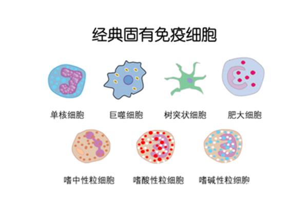 t淋巴细胞