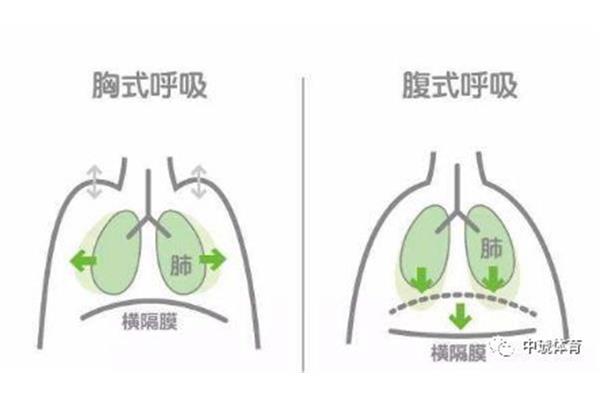 横膈膜在哪里