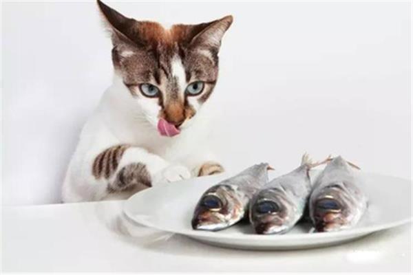 猫喜欢吃鱼吗
