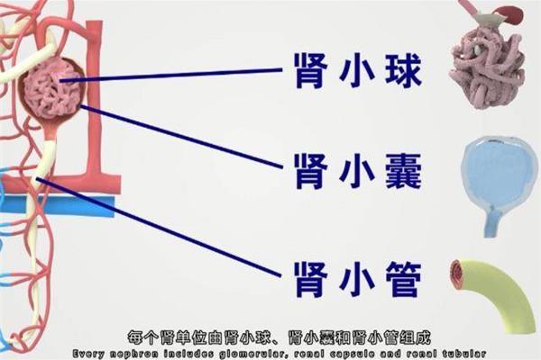 肾小管的作用