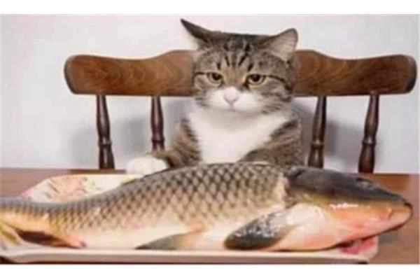 猫喜欢吃鱼吗