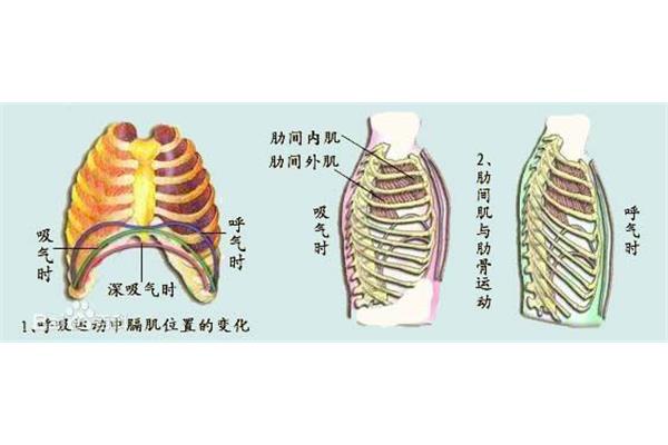 横膈膜在哪里