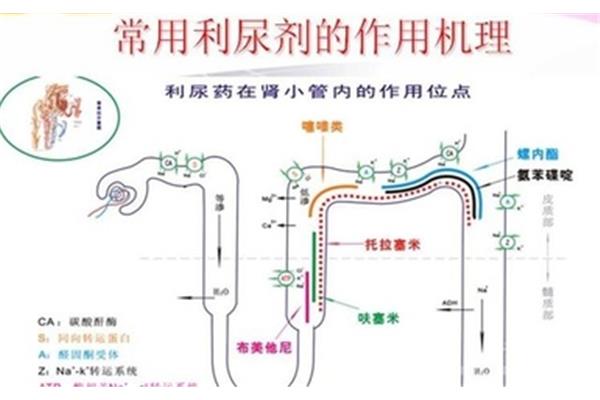 肾小管的作用